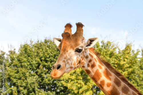 girafe