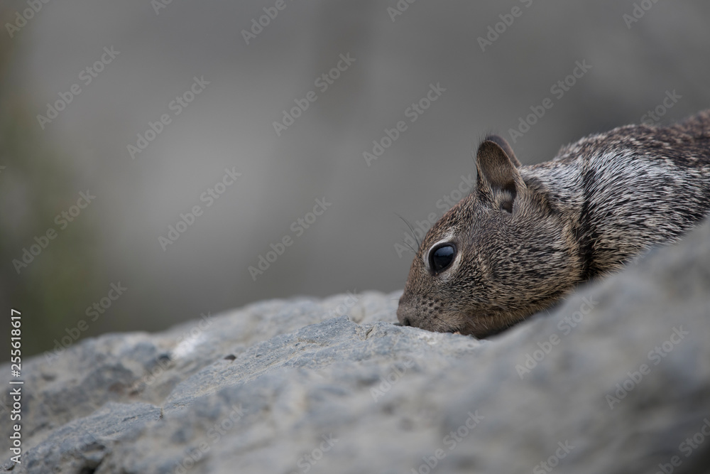 Obraz premium Ecureuil