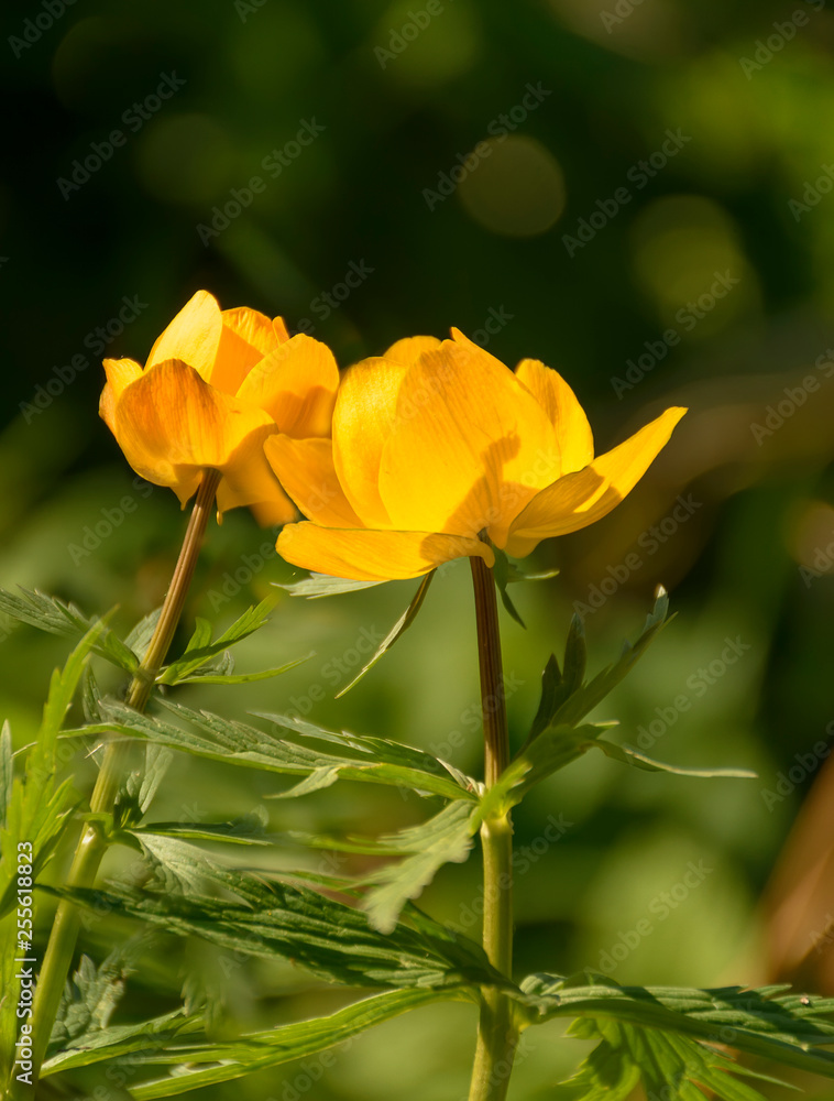 Bright spring flowers of the globe flower in an abandoned garden. Bright spring flowers of the globe flower in an abandoned garden.