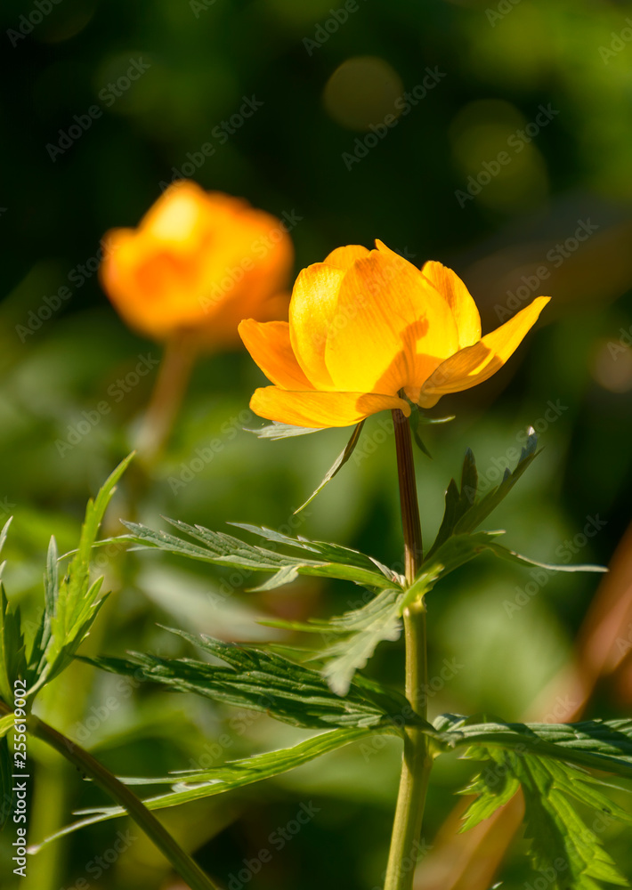 Bright spring flowers of the globe flower in an abandoned garden. Bright spring flowers of the globe flower in an abandoned garden.
