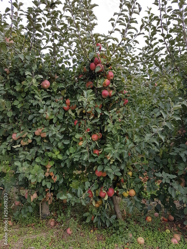 autumn vineyards apple