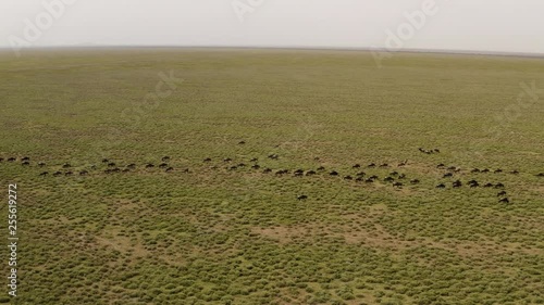 Huge herd of wildebeests moving through Serengeti Valley during migration season, Serengeti National Park, Tanzania. photo