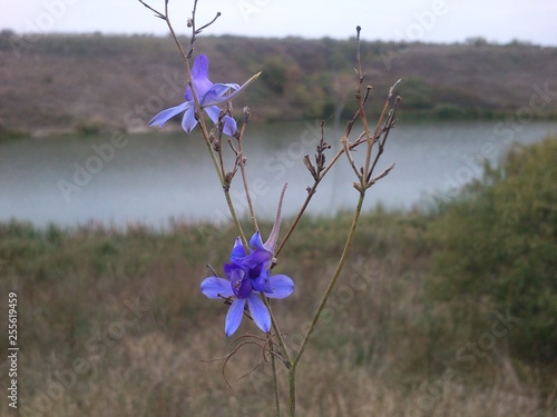 Violet beauty photo