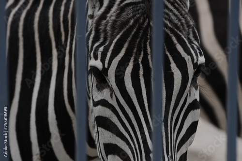 Fototapeta Naklejka Na Ścianę i Meble -  close up of a zebra