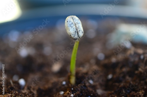 Little Coffee Seedling in fertile soil. Macro photo of coffee seedling in pot, natural lighting. Baby coffee tree, Puerto Rican cafe tree. Growing coffee bean. 