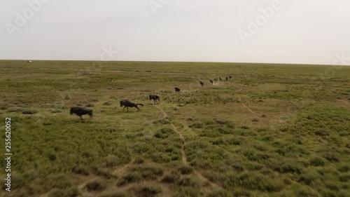 Herd of wildebeests moving through Serengeti Valley on a cloudy day during migration season, Serengeti National Park, Tanzania. photo