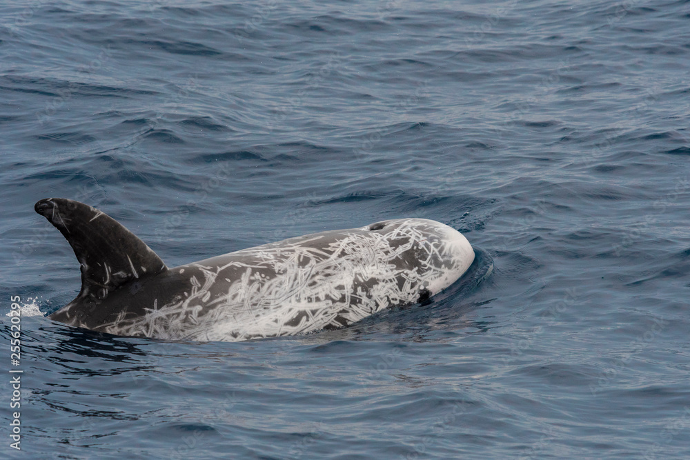 Fototapeta premium Dauphin de risso