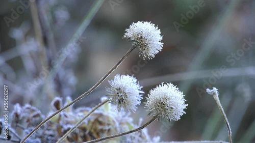 Frozen flowers with frost photo