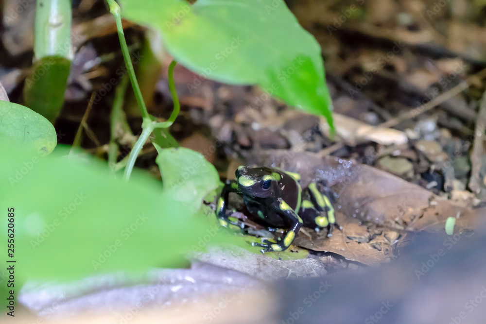 Green-and-Black Poison Dart Frog (Dendrobates auratus) Green-and-Black Poison Dart Frog (Dendrobates auratus)