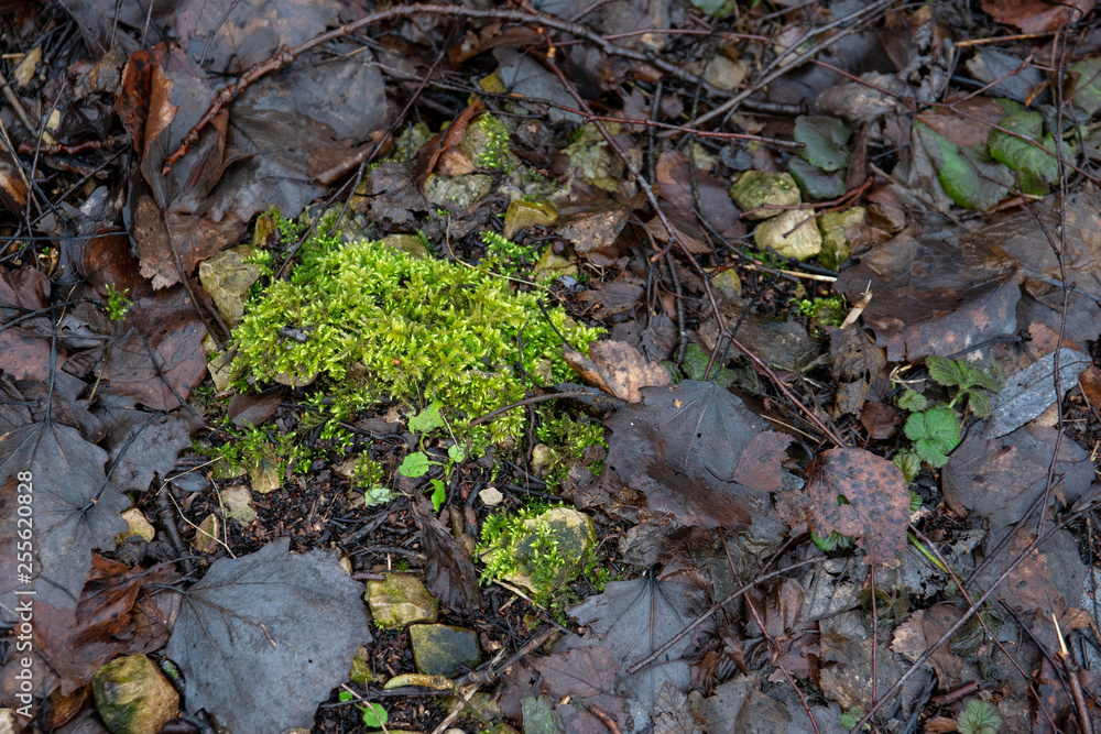 green moss on the ground green moss on the ground