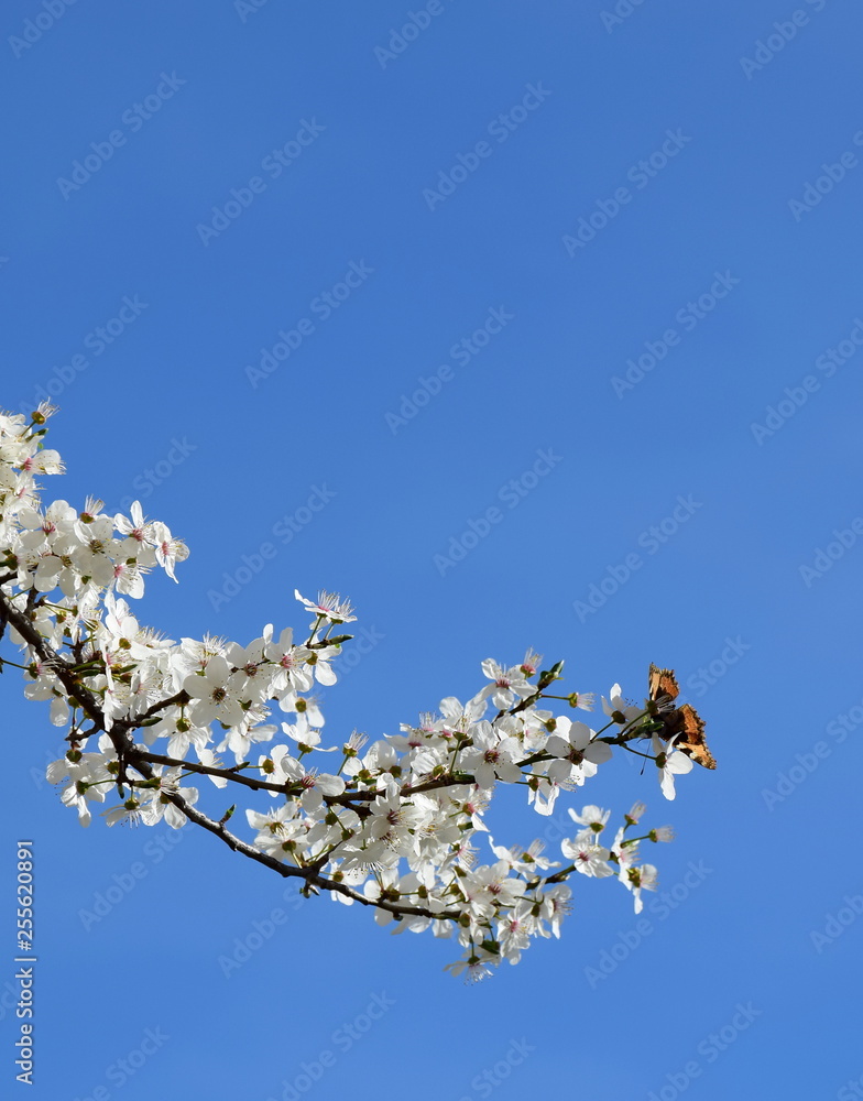 Blühender Kirschbaumzweig mit Schmetterling Blühender Kirschbaumzweig mit Schmetterling