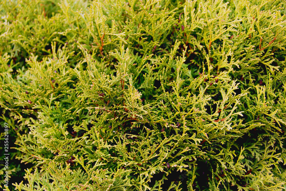 background of green leaves of tree