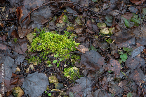 green moss on the ground