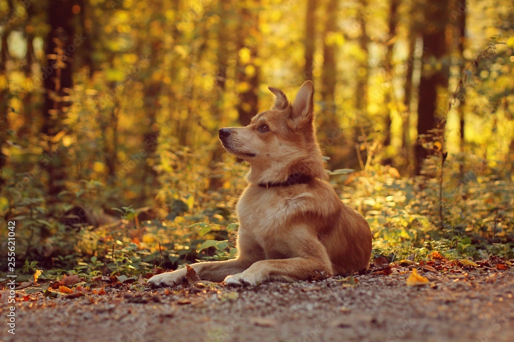 Hund im Herbstlicht