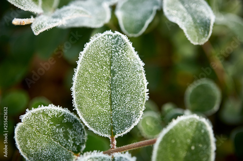 frost on a leaf