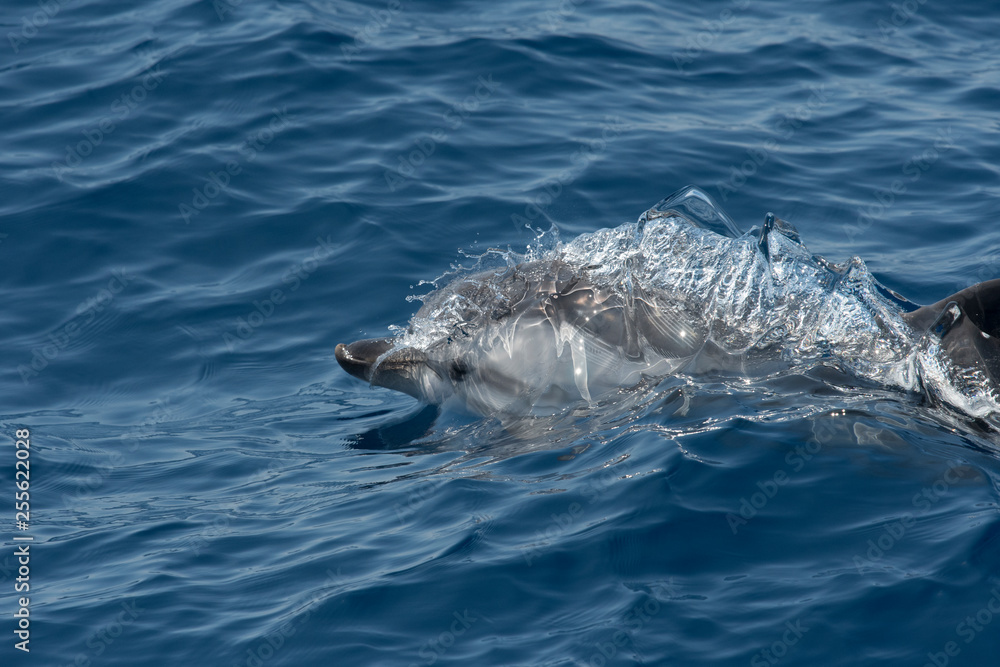 Obraz premium Dauphin bleu et blanc
