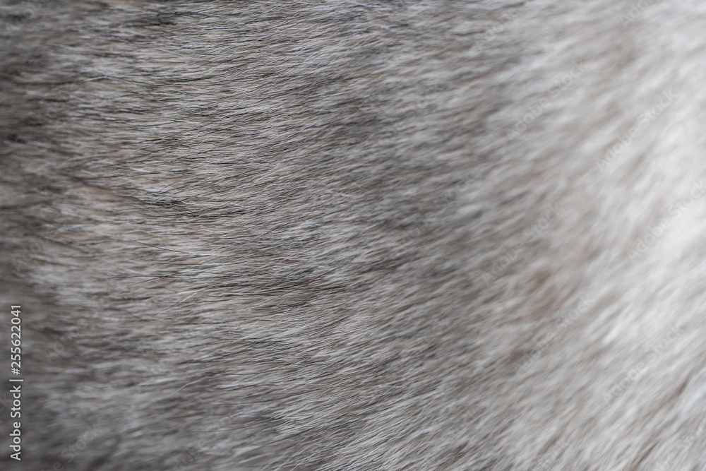 gray dog fur texture gray dog fur texture