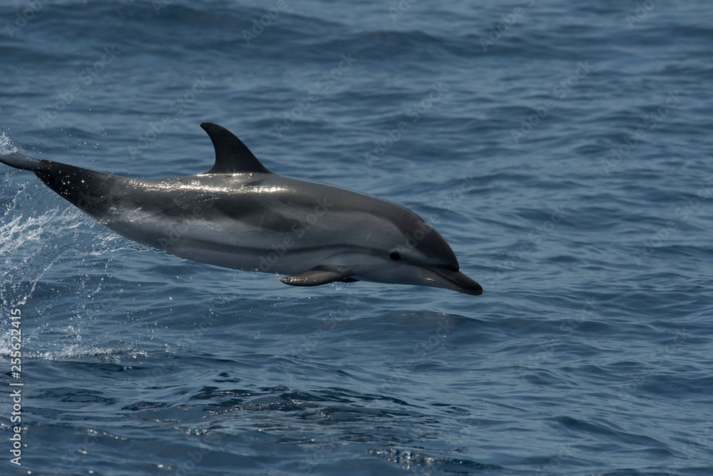 Fototapeta premium Dauphin bleu et blanc