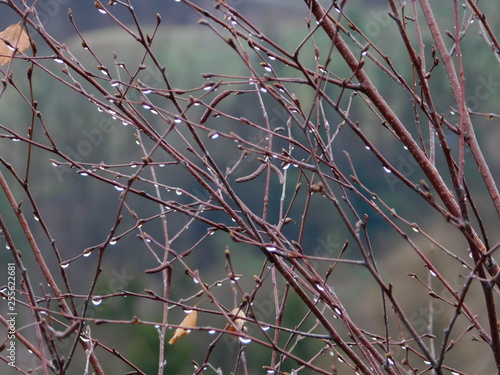 mountains, clouds, drop, village, river, fog, pine