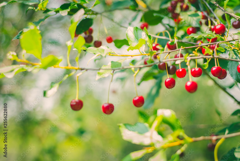 Tasty red cherries on branch on sunny day Tasty red cherries on branch on sunny day
