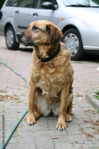 Kurzhaariger brauner Hund sitzt vor einem Auto auf Pflastersteinen