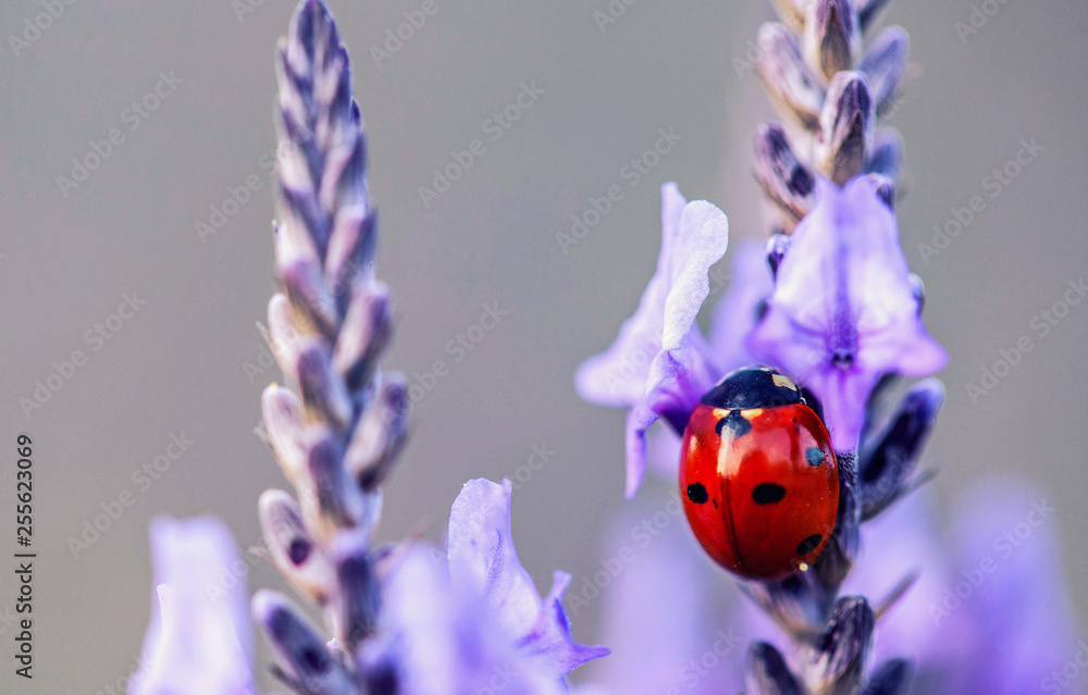 Seven spot lady bug on purple lavander flower