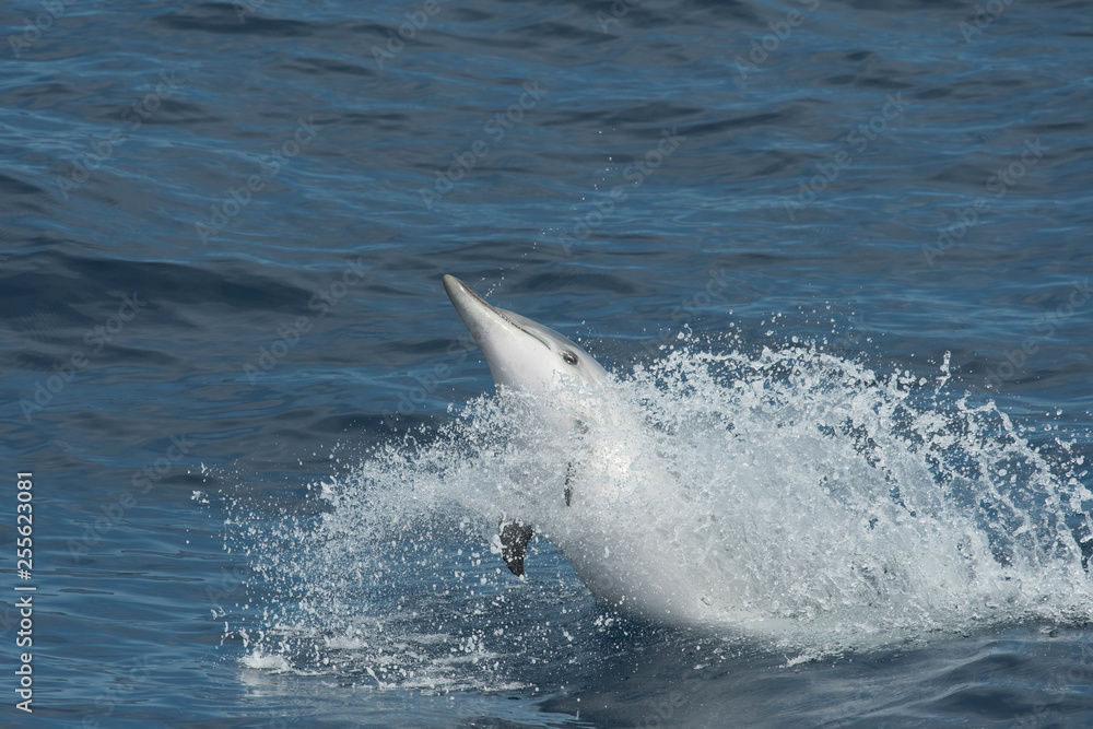 Fototapeta Niebiesko-biały delfin