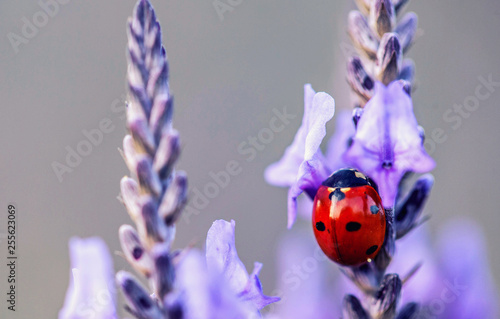Obraz na płótnie Seven spot lady bug on purple lavander flower w salonie