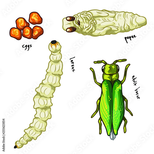 Emerald Ash Borer Life Stages: Egg, Larvae, Pupae and Adult