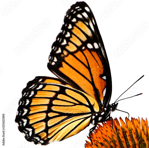 Φωτογραφία Black and orange viceroy butterfly, Limenitis archippus, isolated on white