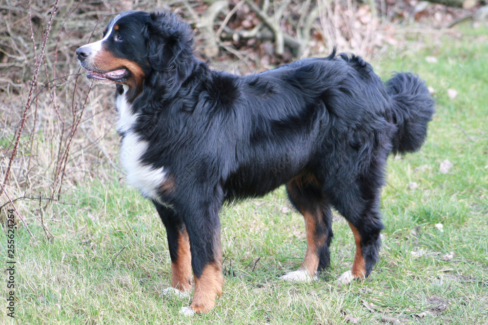 Berner Sennenhund steht draußen auf einer Wiese Berner Sennenhund steht draußen auf einer Wiese