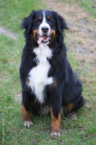 Berner Sennenhund auf einer Wiese