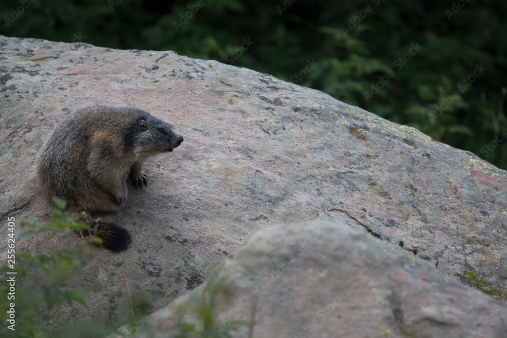Marmotte
