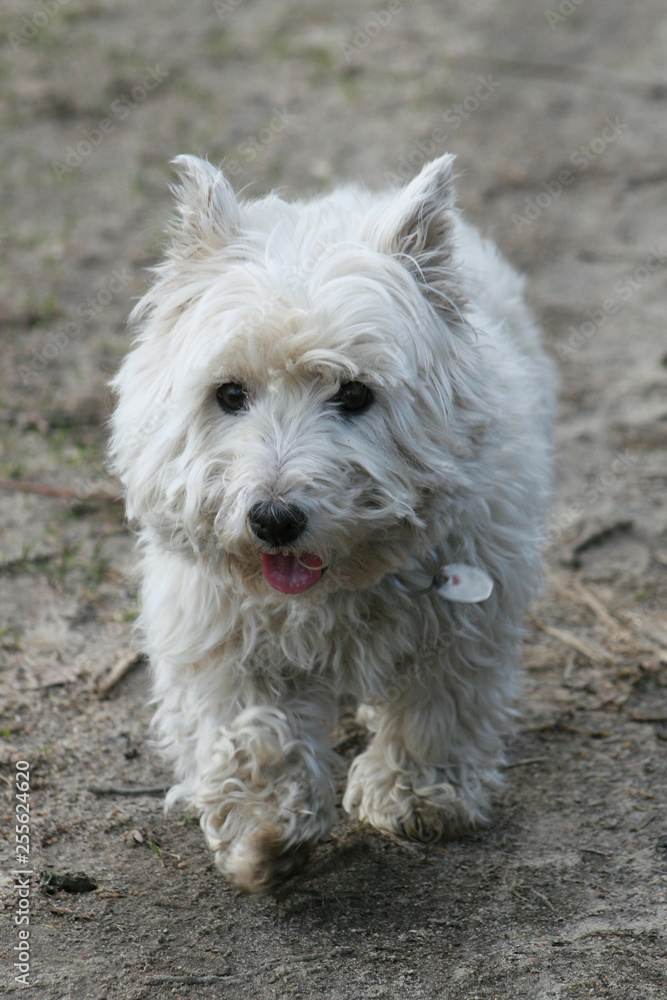 West Highland White Terrier West Highland White Terrier