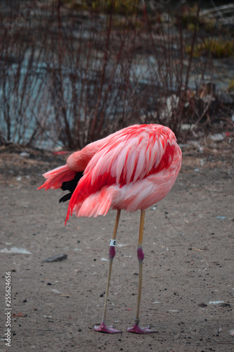 flamingo in zoo