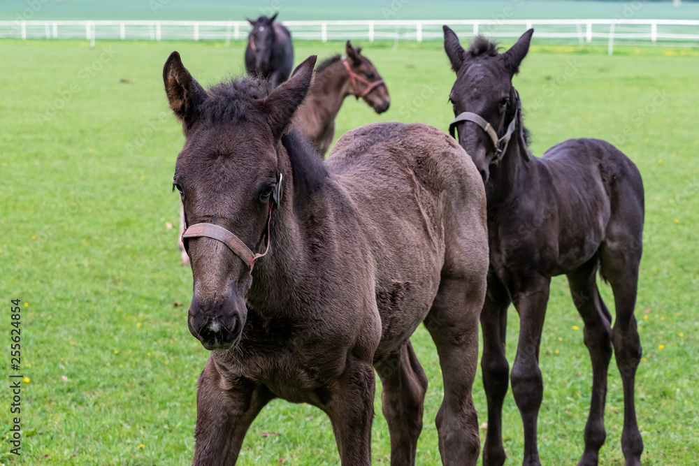 Foals in the meadow. Black kladrubian horse Foals in the meadow. Black kladrubian horse