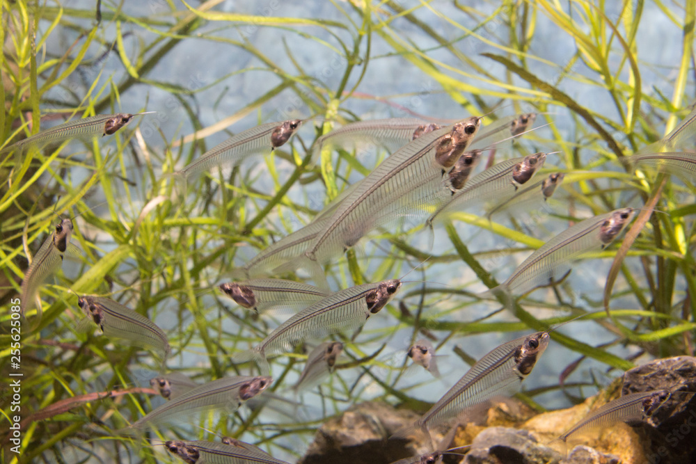 Fototapeta premium A school of glass catfish (Kryptopterus bicirrhis) swimming in an aquarium