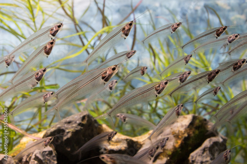 A school of glass catfish (Kryptopterus bicirrhis) swimming in an aquarium photo