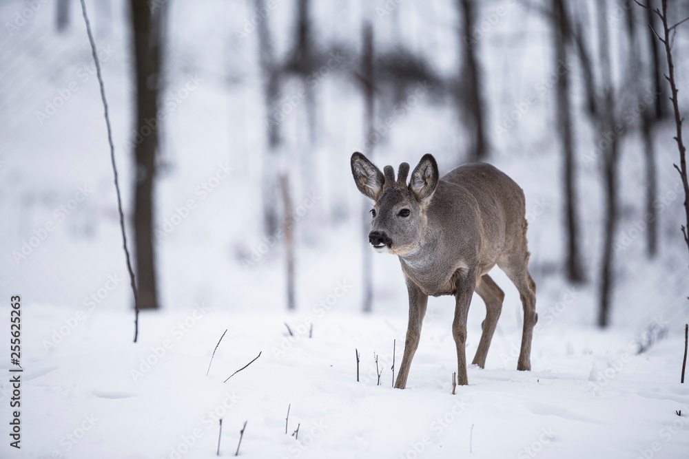 Reh steht im Schnee Reh steht im Schnee