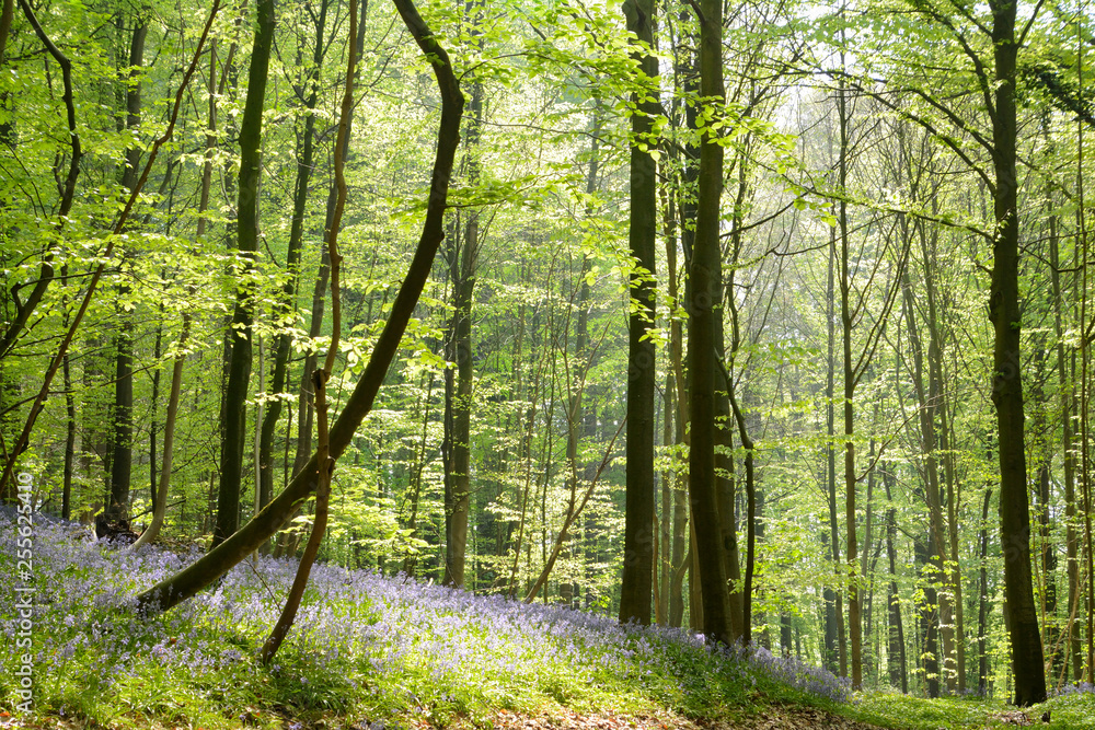 Naklejka premium Sloping carpet of bluebells, blooming hyacinths, wild flowers. Spring in a forest. With trees in the background.