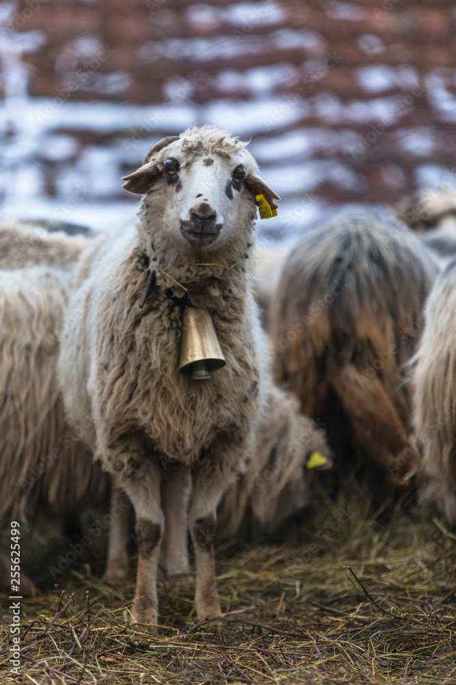 Schaf mit Glocke um den Hals