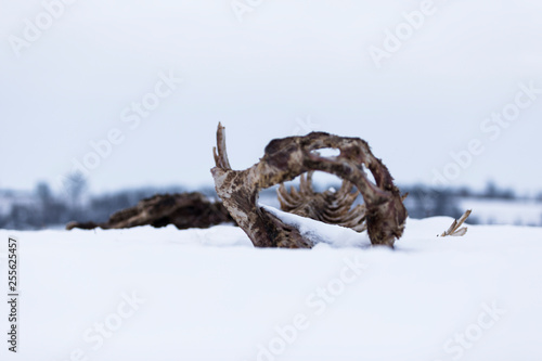 Schaf Rückrat Skelett durch Maul in Schnee