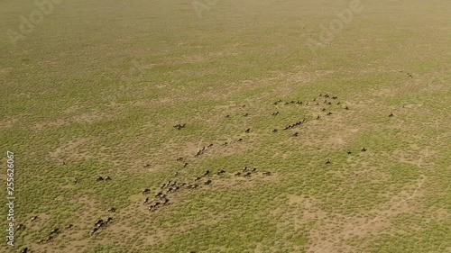 Big herd of Wildebeests moving to new location over Serengeti valley during migration season, Serengeti National Park, Tanzania photo