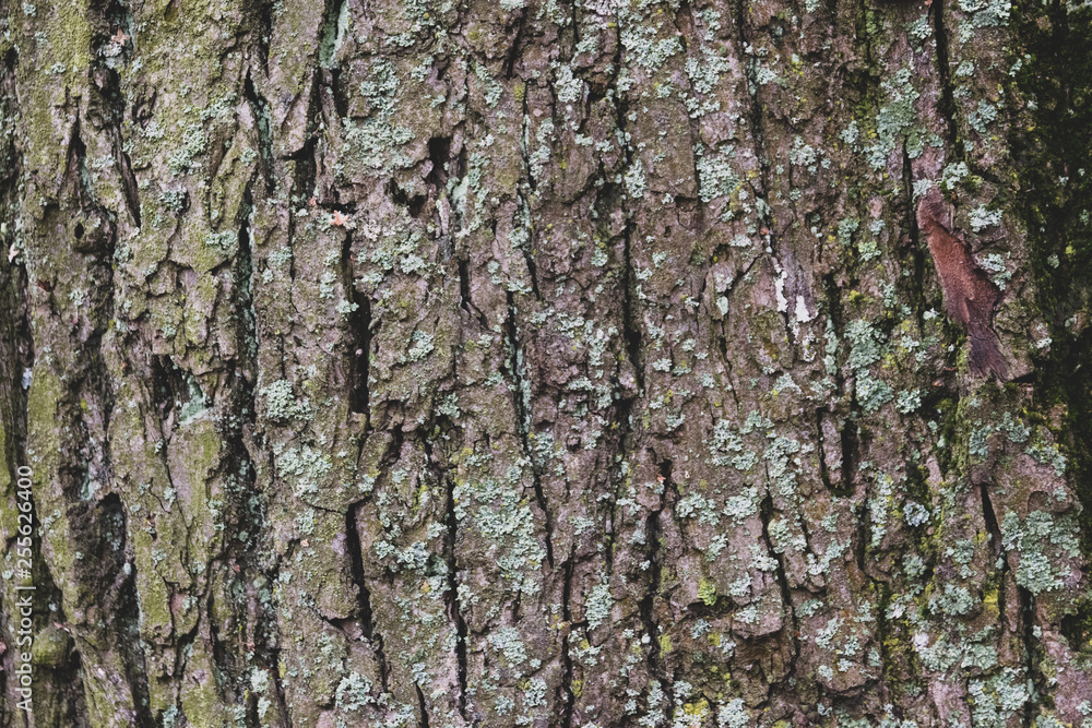Naklejka premium bark of a tree