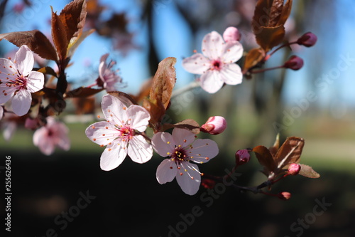 ARBRE PRUNUS A FLEURS ROSES