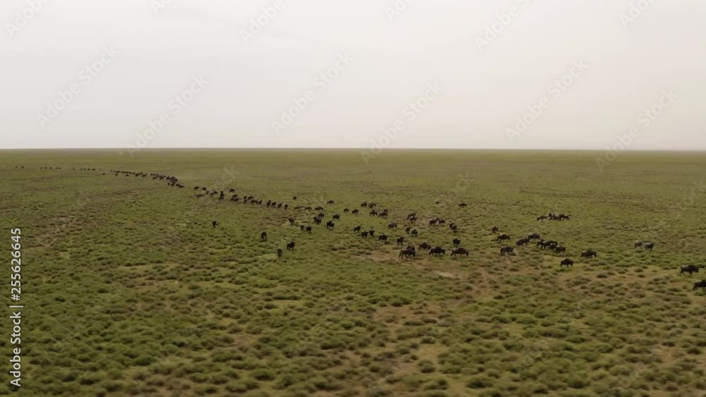 Big herd of wildebeests moving through Serengeti Valley during great migration season, Serengeti National Park, Tanzania. Big herd of wildebeests moving through Serengeti Valley during great migration season, Serengeti National Park, Tanzania.