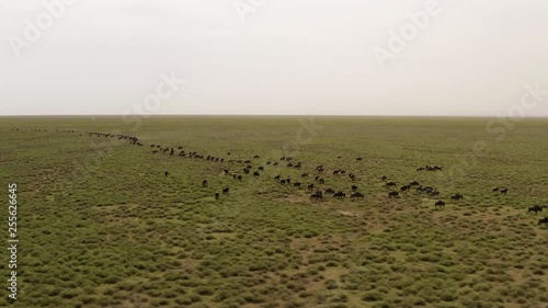 Big herd of wildebeests moving through Serengeti Valley during great migration season, Serengeti National Park, Tanzania. photo
