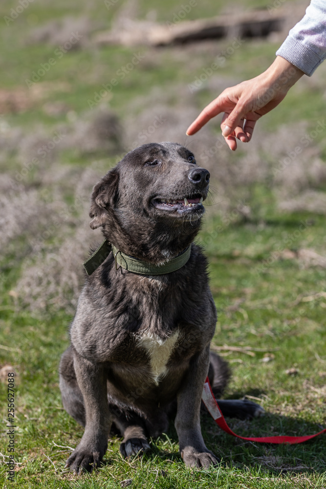 dog on a green background without one eye. one-eyed dog. black Dog dog on a green background without one eye. one-eyed dog. black Dog