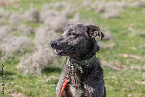 black dog smiles against green grass
