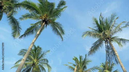 Wallpaper Mural Bottom view of coconut palm trees forest in sunshine. Palm trees against a beautiful blue sky. Green palm trees on blue sky background. Travel concept. Torontodigital.ca